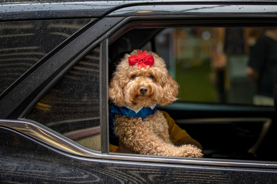 A brown poodle in a car - pet accessories