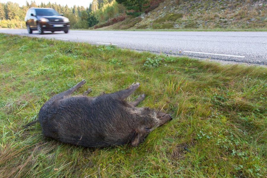 A wild boar turned into roadkill as the result of a collision with a motor vehicle