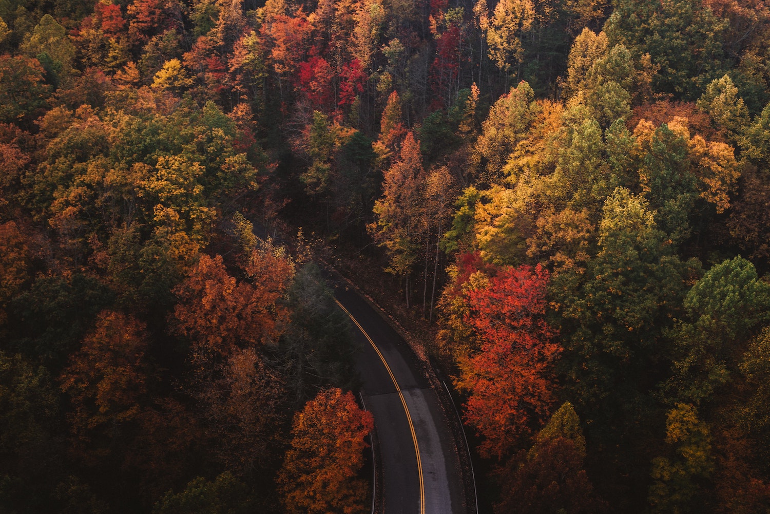 A tree-lined road leading to Vermont Antique & Classic Car Meet