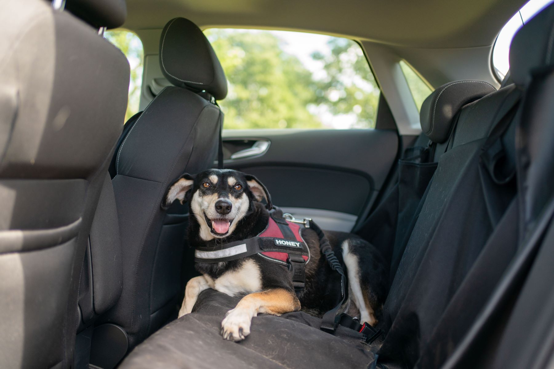 A dog named Franky sitting in a back row car seat and tied to a headrest with a harness