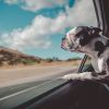 A Boston Terrier poking its face out of an open car window with its eyes closed, sniffing the air