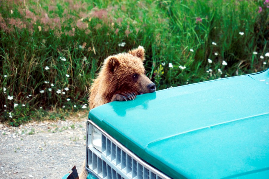 wild animal inside car