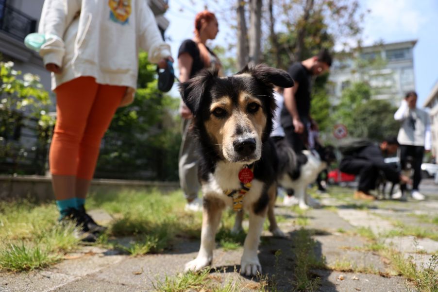 Dog being walked by a dog walker