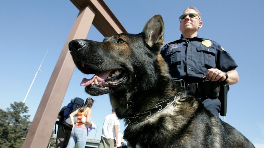 Police officer with K9 dog, highlighting K9 dog in Florida that died after left in hot car and cop avoided charges