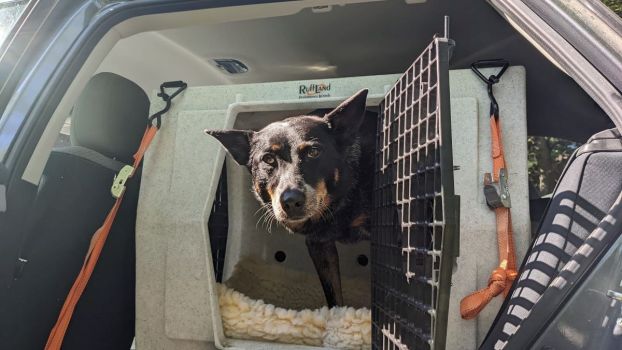 6 Reasons to Crate Your Dog in the Car