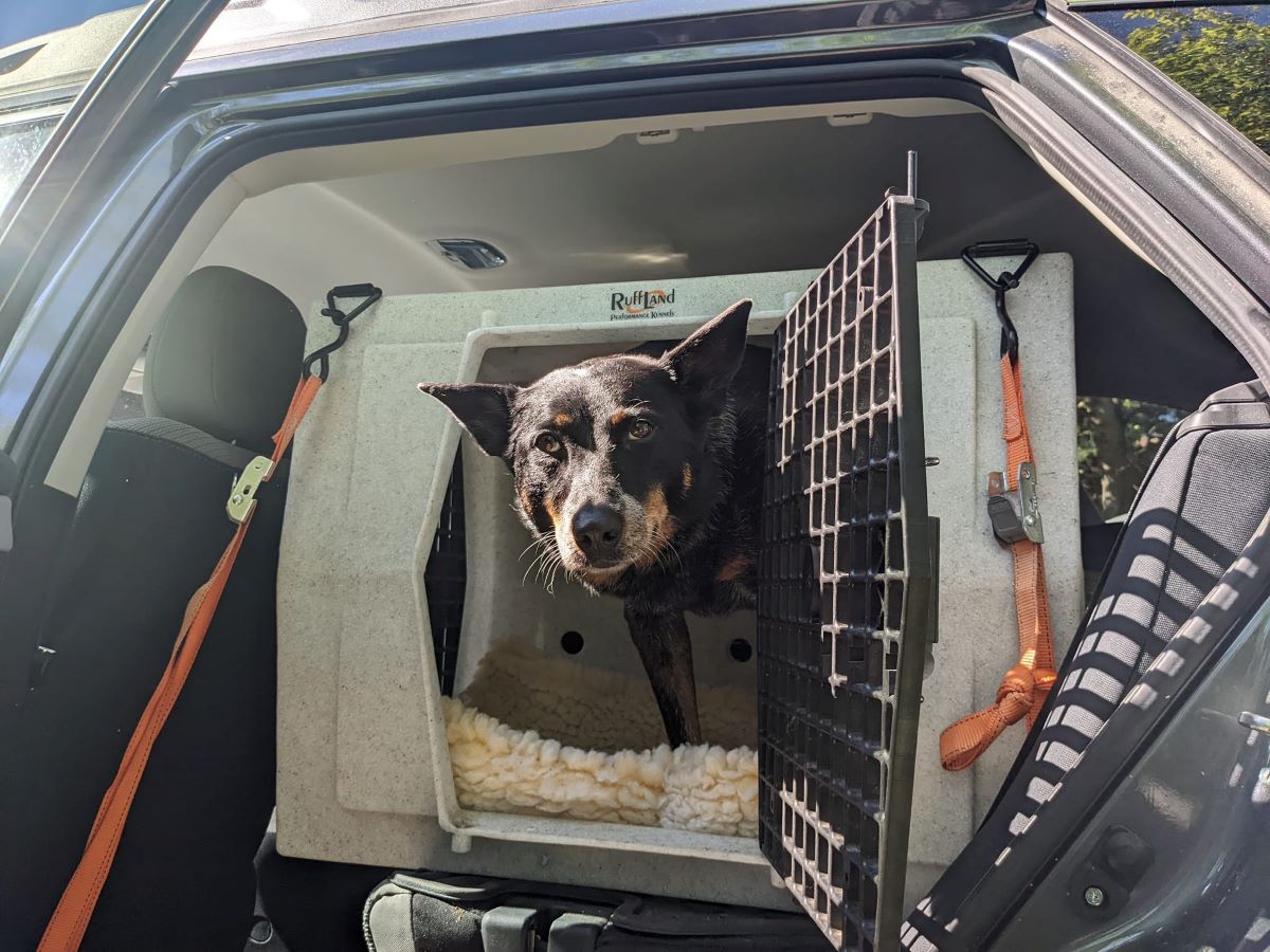 A medium-sized Australian Cattle Dog pokes her head out of the open door of a Ruffland dog car crate