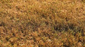 Detail photo of yellow grass caused by dull lawn mower blades.