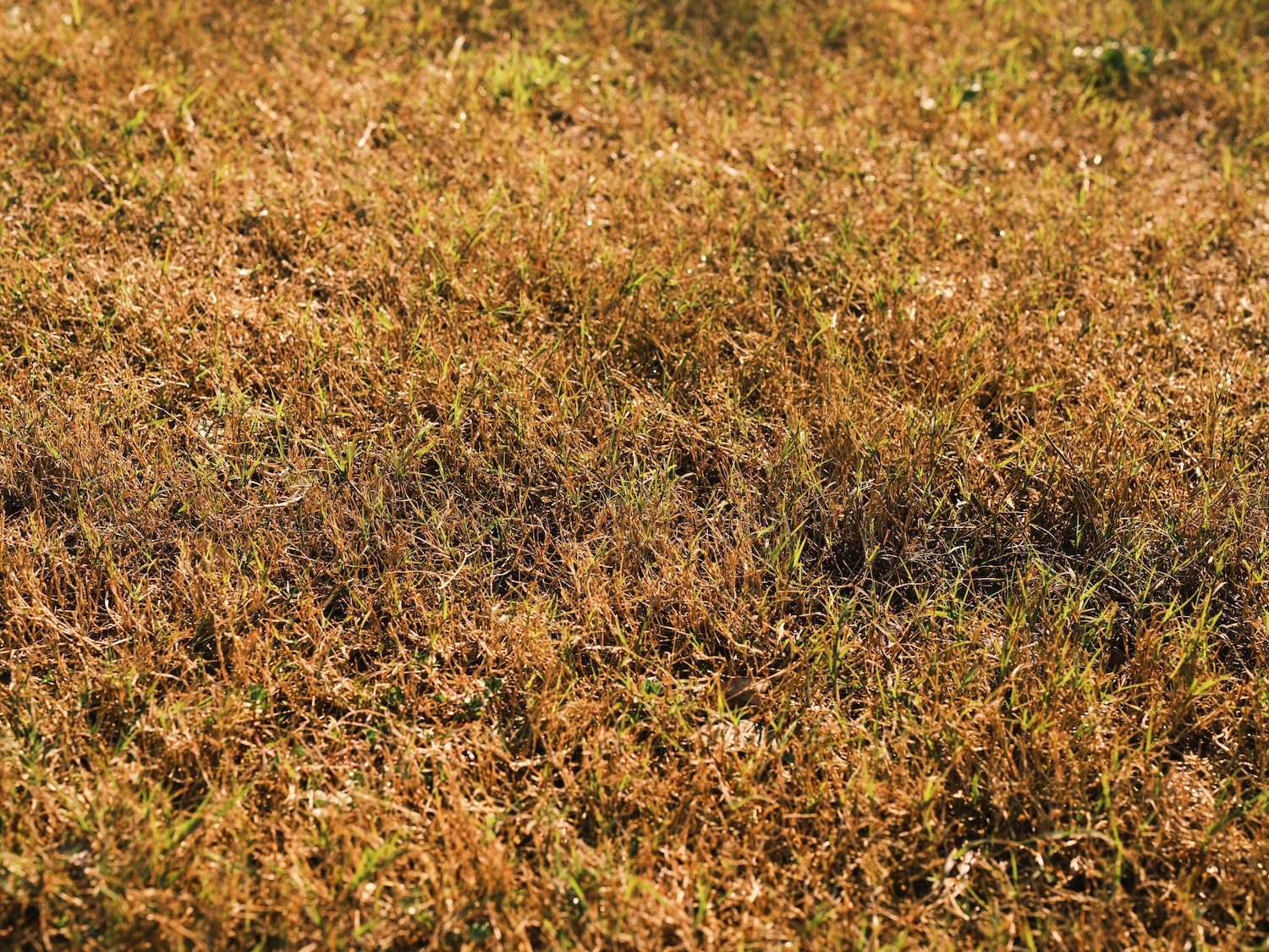 Detail photo of yellow grass caused by dull lawn mower blades.