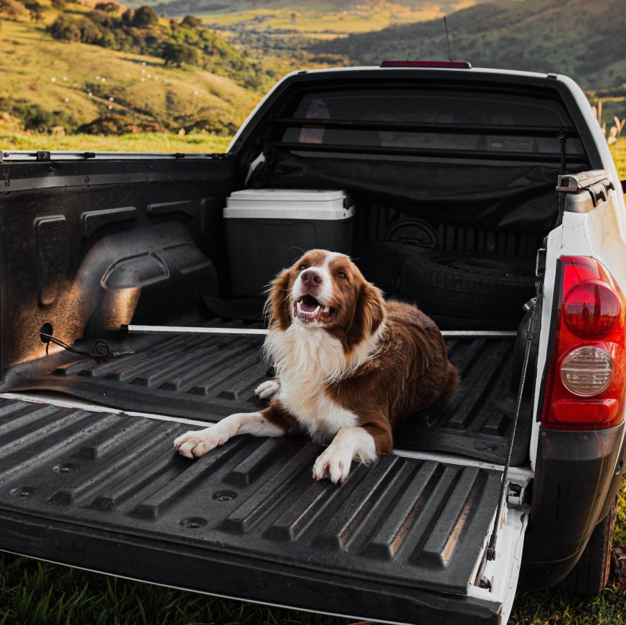 Dog sitting in the bed of a midsize pickup truck.