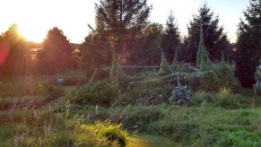 Beautiful gardens, tall grass, pathways, and sunset, highlighting reasons to not cut the grass and let your lawn grow wild