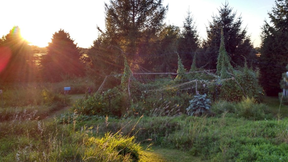 Beautiful gardens, tall grass, pathways, and sunset, highlighting reasons to not cut the grass and let your lawn grow wild