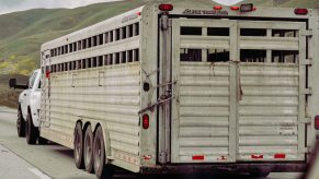 Heavy-duty Ram pickup truck twoing a heavy livestock trailer down the interstate, rolling hills visible in the background.