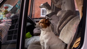 Doing RV travel with two dogs in the front seat.