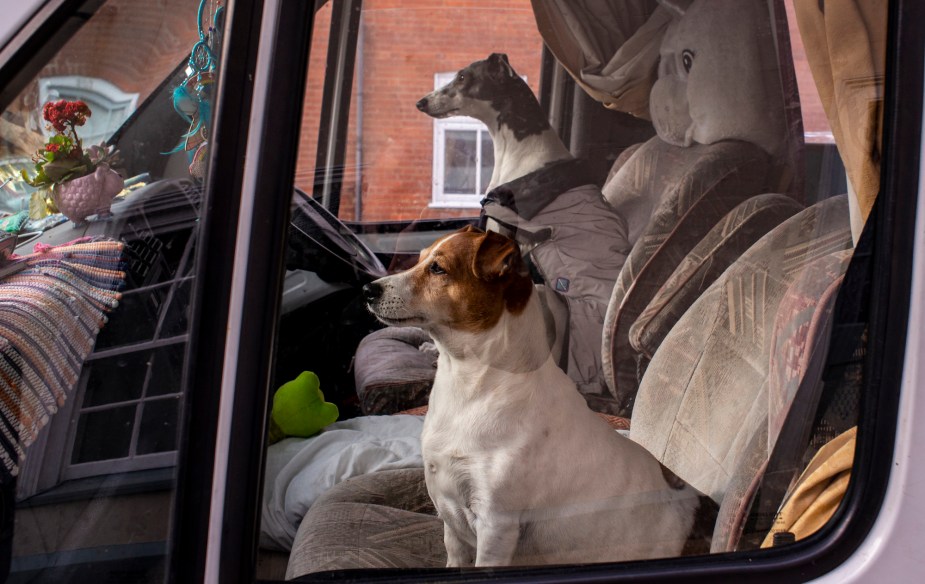 Doing RV travel with two dogs in the front seat.