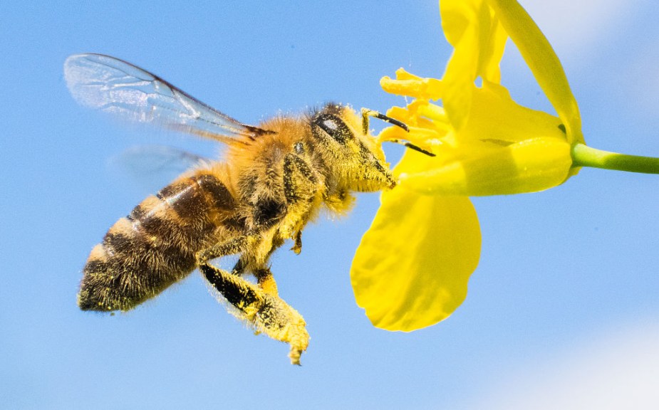 bee with flower