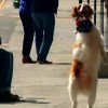 Dexter the three-legged dog walks upright like a human after a car accident