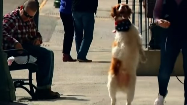 After Car Accident, 3-Legged Dog Walks Upright Like a Human