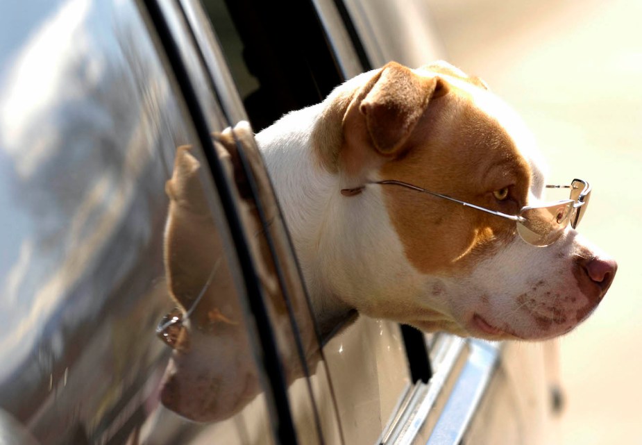 A dog with sunglasses on hangs his head out a car window