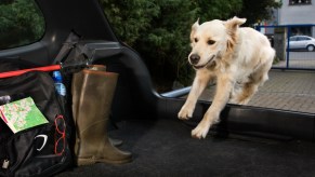 pet car travel accessories