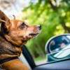 Miniature Pinscher looks out car window