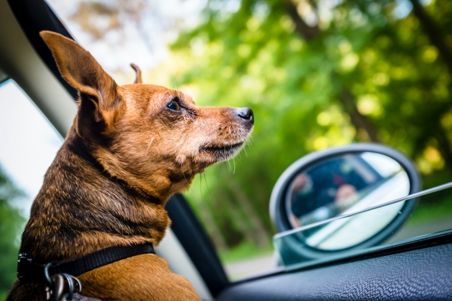 Miniature Pinscher looks out car window