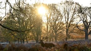 A deer being more active during the sunrise walking.