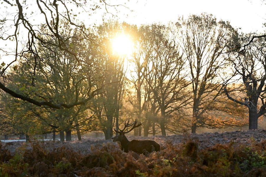 A deer being more active during the sunrise walking.