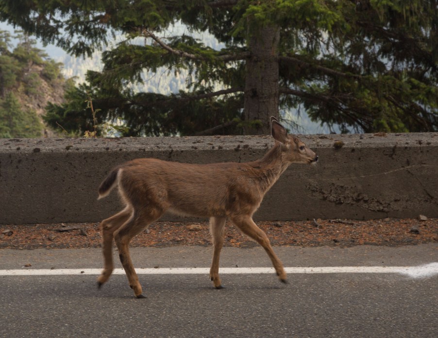 A Deer crossing the road.