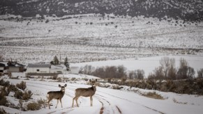 A road where you can potentially hit a deer.