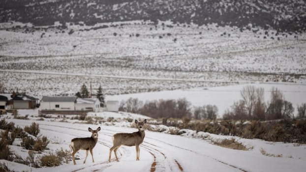 If You Hit a Deer, Is It Possible to Take Home the Meat?