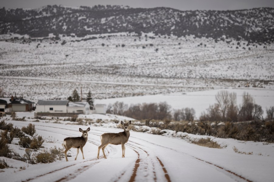 A road where you can potentially hit a deer.