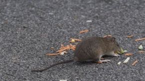 brown rat