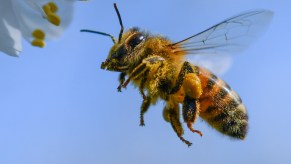 bee in car