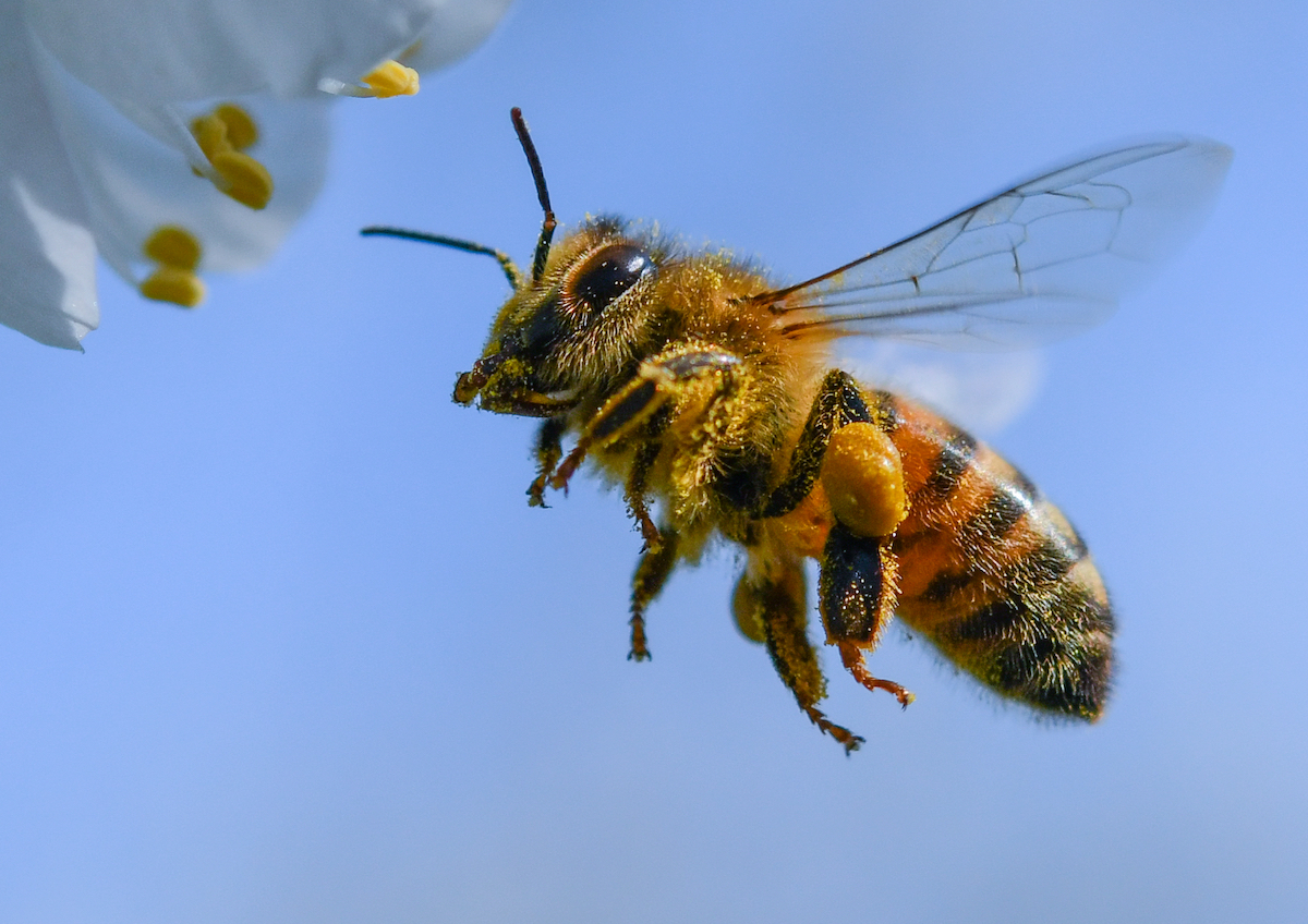 bee in car