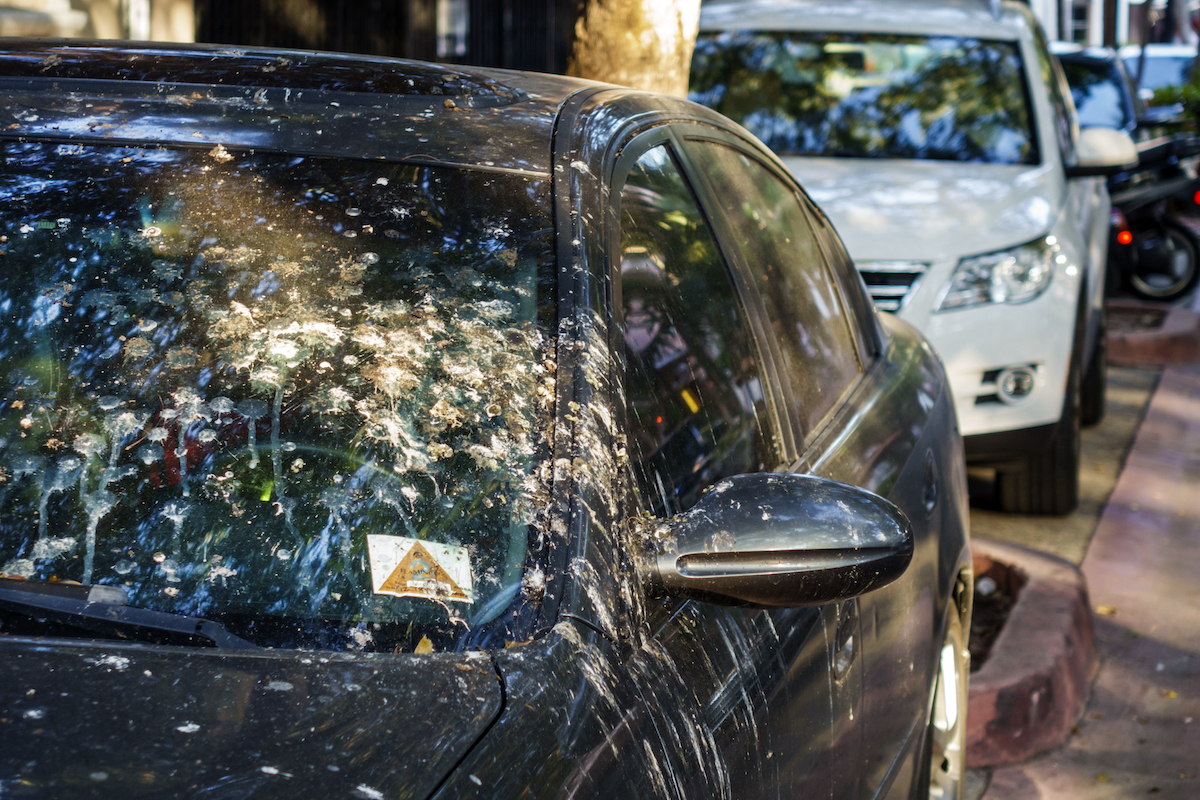 Bird poop on a car