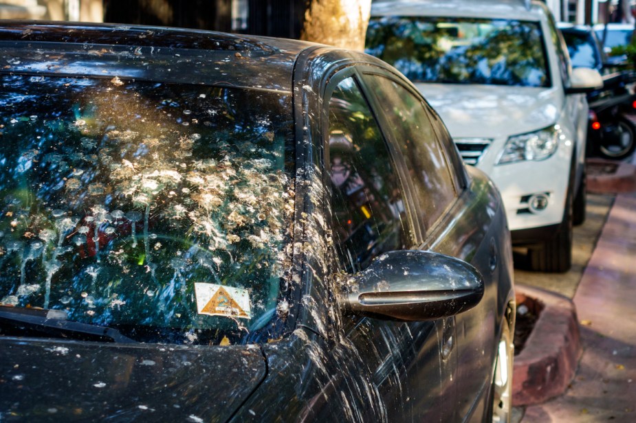 Bird poop on a car