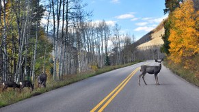 Deer in fall season, deer on road