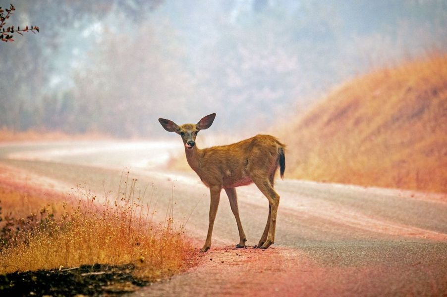 deer whistle collision