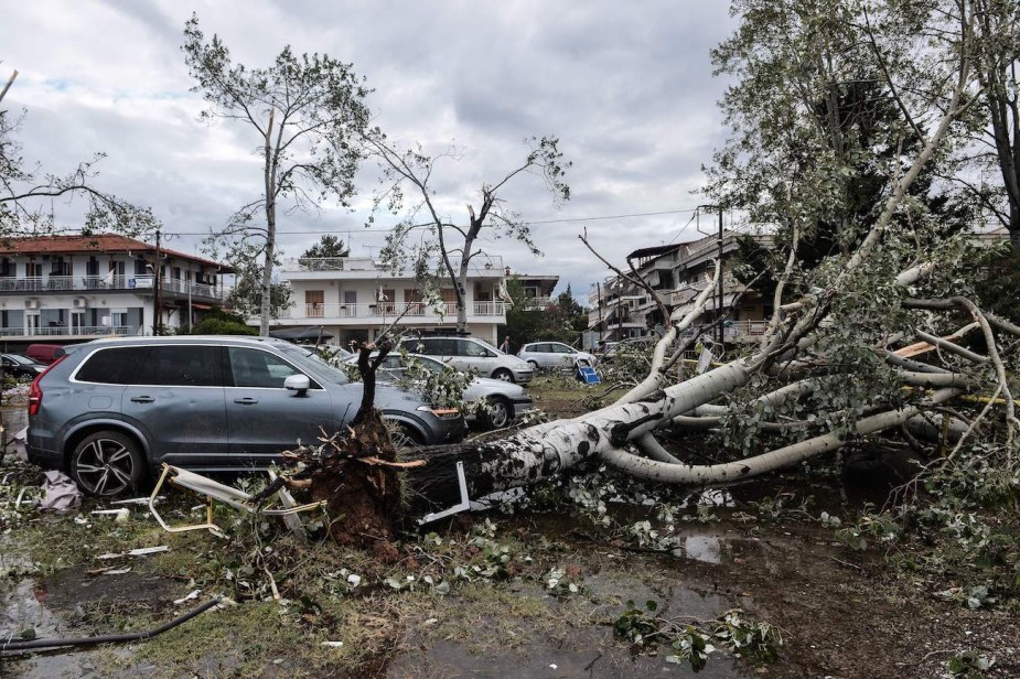 Broken trees fallen on cars after a tornado.