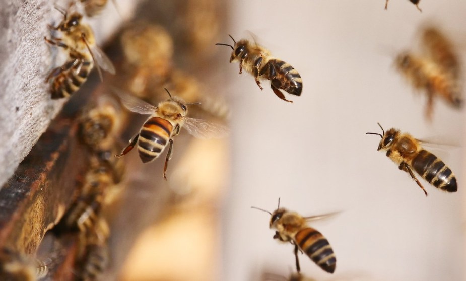 A group of bees. 