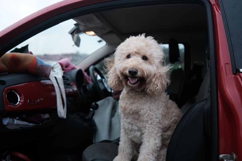 Groodle dog panting in car, highlighting why dogs pant, drool, and shake in car and how to stop it 