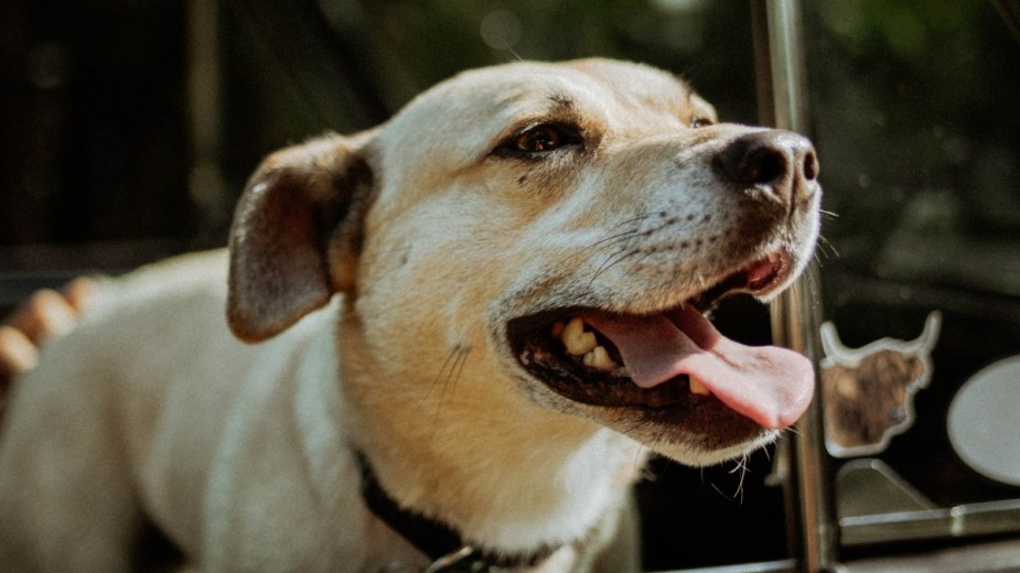 Yellow lab panting in car, highlighting why dogs pant, drool, and shake in car and how to stop it 