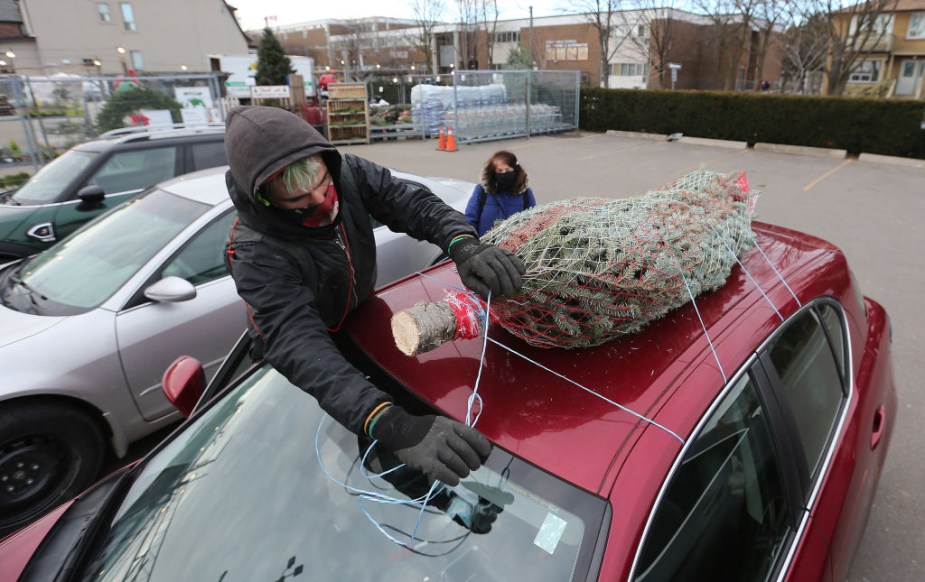 Christmas tree tied to a car