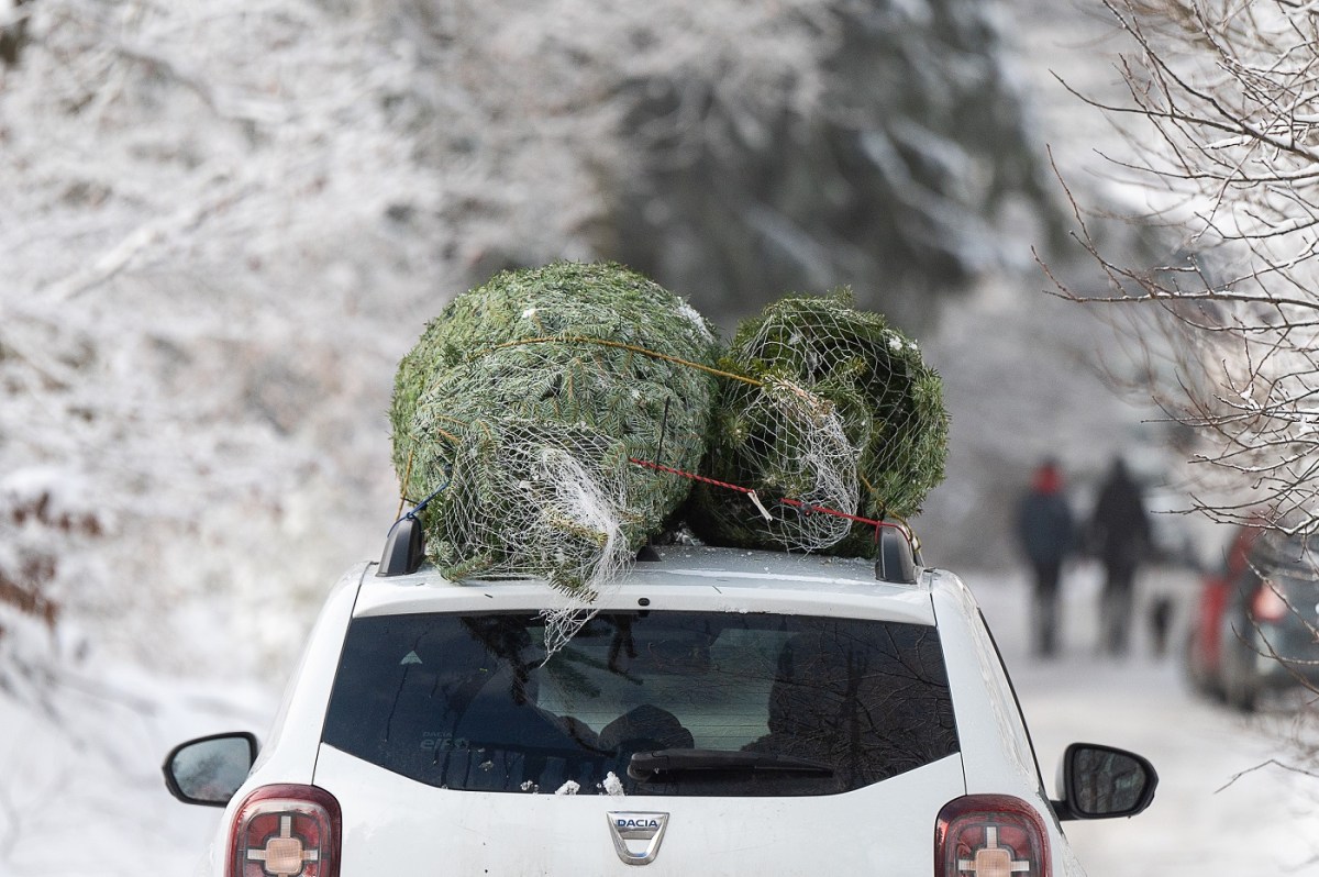 two christmas trees tied to the roof of an SUV 