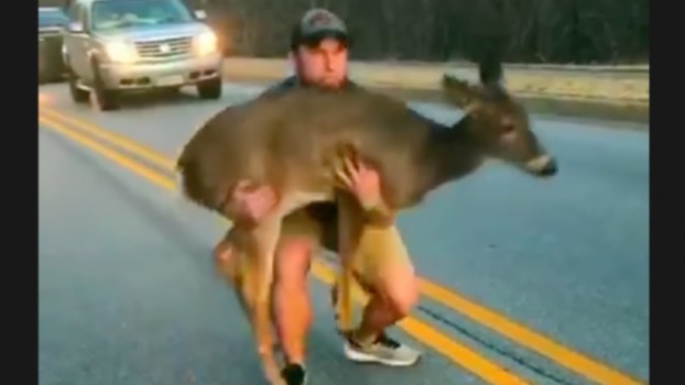 Watch: Driver Got out of Car to Save Scared Deer in Middle of Road — Viral Video!