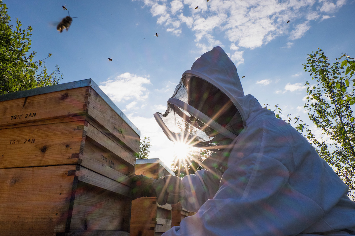 Automakers keeping bees