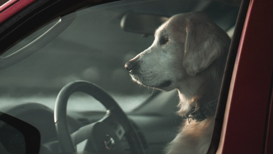 Dog sits in vehicle, showing weird things people left behind in car when sell it, such as baby and dog 