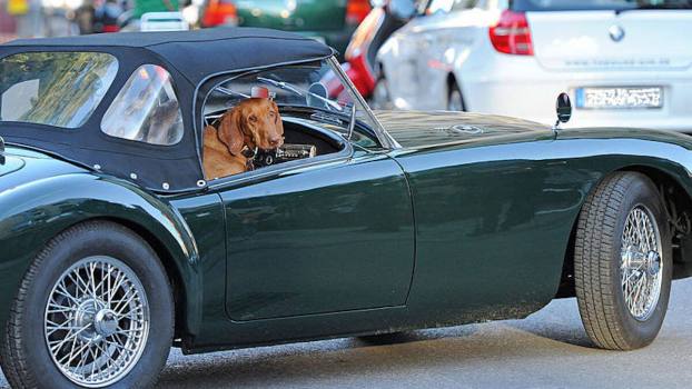 Seriously? Proposed Florida Law Bans Dogs Sticking Heads Out Car Windows