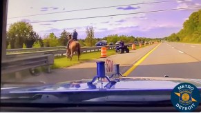 A man on a horse chasing a steer down the highway