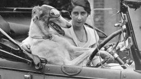 Dog Driving a car in an old photograph